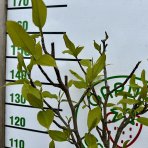 Magnolia soulangeova (Magnolia Soulangeana) ´HEAVEN SCENT´ - výška 130-160 cm, kont. C7L - NA KMIENKU (-24°C)
